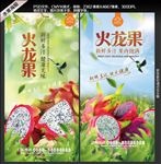火龙果