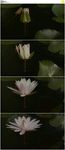 荷花盛开