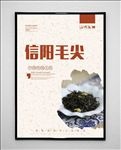 信阳毛尖