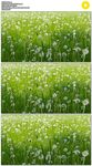 满地蒲公英