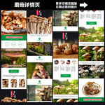 蘑菇类详情页