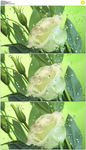 水滴击打鲜花