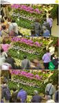 花卉市场延时摄影