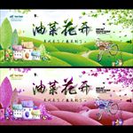 油菜花开