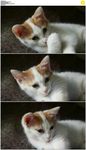 可爱小猫猫