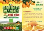 赣南脐橙传单