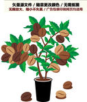 咖啡树