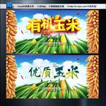 有机玉米 优质玉米