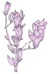 玉兰花