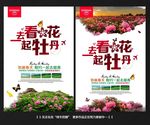牡丹