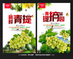 青提 提子