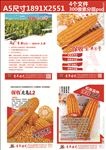 玉米  五谷杂粮  种子