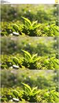 阳光下的茶叶