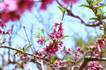 桃花树