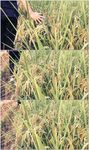 手抚摸水稻稻穗