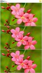 红色鲜花盛开