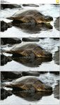 绿海龟喝水
