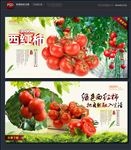 西红柿