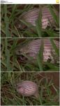 蛇吞蛋