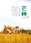芒种二十四节气