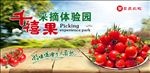 圣女果