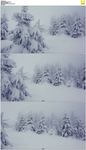 大雪覆盖雪松