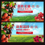 新鲜荔枝 荔枝采摘