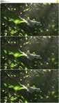 森林暴雨