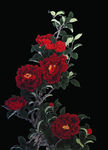 国画茶花