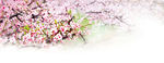 桃花梨花姹紫嫣红桃花节浪漫桃花