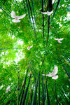 绿色竹林白鸽天空唯美吊顶