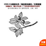 手绘线描果子枇杷矢量图