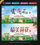 赏荷花