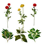 矢量手绘花卉