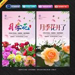 月季花
