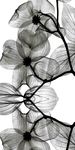 黑色花 高清印刷 黑白花 叶子