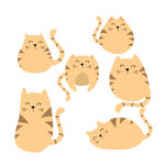 可爱的猫