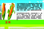 玉米