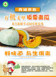 板栗南瓜
