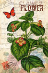 蝴蝶花卉装饰画