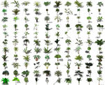 棕榈植物模型