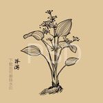 泽泻