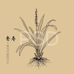 麦冬