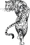 老虎矢量 回头虎 猛虎矢量
