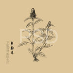 夏枯草