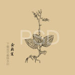 金线莲