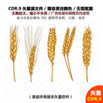 手绘麦子麦穗矢量图