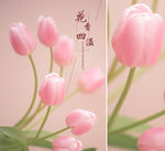 郁金香 花香四溢