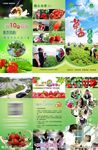 草莓采摘宣传三折页