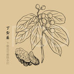 丁公藤